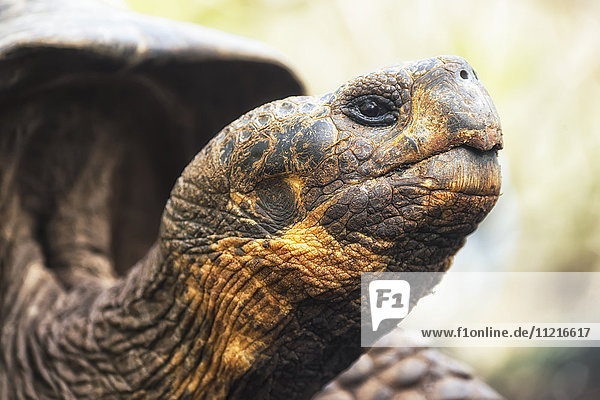 'Tortoise; Galapagos Islands  Ecuador'