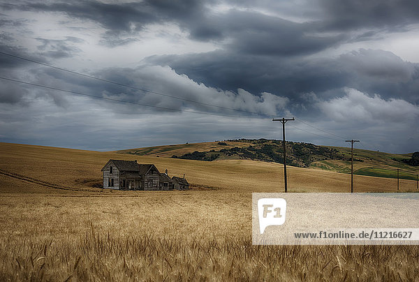 Altes  rustikales Holzhaus inmitten eines goldenen Feldes unter einem stürmischen Himmel; Palouse  Washington  Vereinigte Staaten von Amerika'.