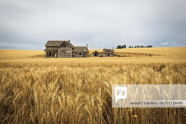 'An old wooden farmstead in a wheat field; Palouse Washington United States of America'