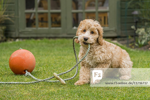 'A cockapoo playing with a rope and ball on the grass in a backyard; South Shields  Tyne and Wear  England'