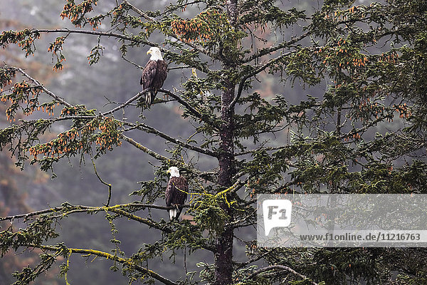 Weißkopfseeadler-Paar (Haliaeetus leucocephalus) in Sitka-Fichte  Süd-Zentral-Alaska; Alaska  Vereinigte Staaten von Amerika'.