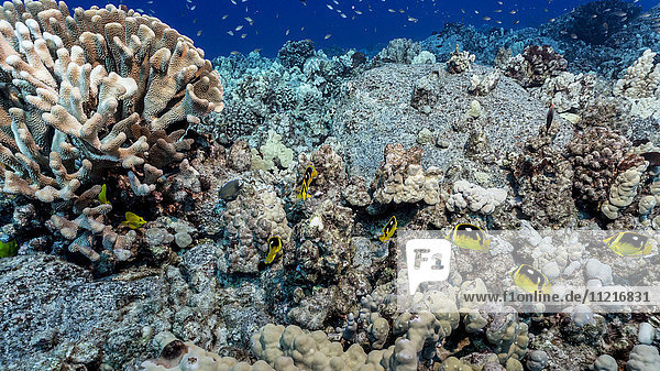 Korallenriff mit mehreren Korallenarten auf Lavagestein vor der Küste von Kona  links eine teilweise gebleichte Geweihkoralle (Pocillopora eydouxi)  im Vordergrund mehrere Vierfleck-Falterfische (Chaetodon quadrimaculatus); Kona  Insel Hawaii  Hawaii  Vereinigte Staaten von Amerika'.