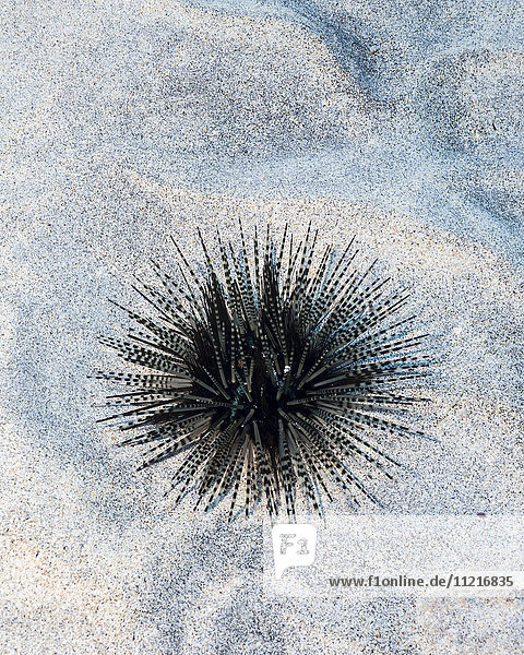 'Banded sea urchin (Echinothrix calamaris) on a sandy bottom off the Kona coast; Kona  Island of Hawaii  Hawaii  United States of America'