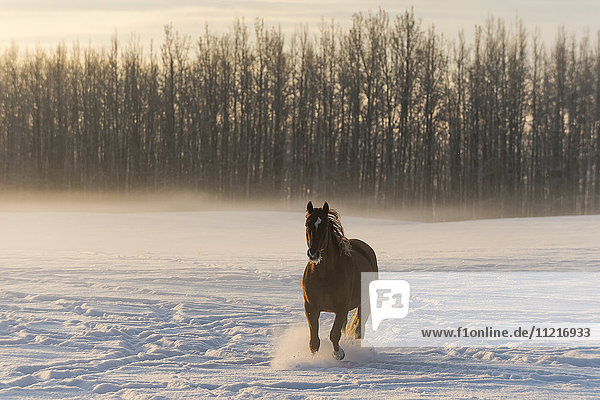 'A horse running across a snow covered field in fog at sunrise; Cremona  Alberta  Canada'