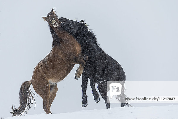 Wildpferde (Equus ferus caballus) im Kampf; Turner Valley,  Alberta,  Kanada'.
