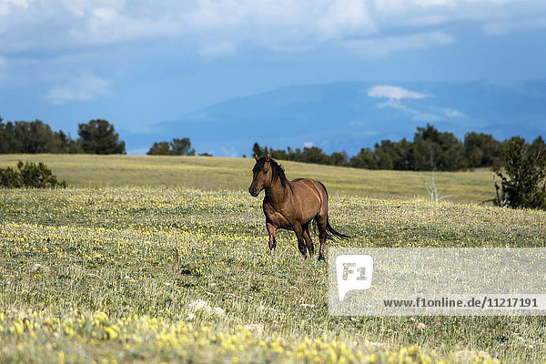 'Wild horse  Pryor Mountains Wild Horse Refuge  Montana-Wyoming border; United States of America'