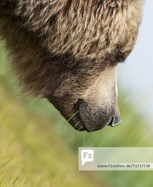 Nahaufnahme eines Braunbären (ursus arctos)  der Gras frisst