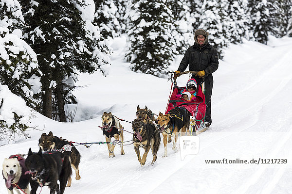 Sled dogs on snowy trail; Lake Louise,  Alberta,  Canada