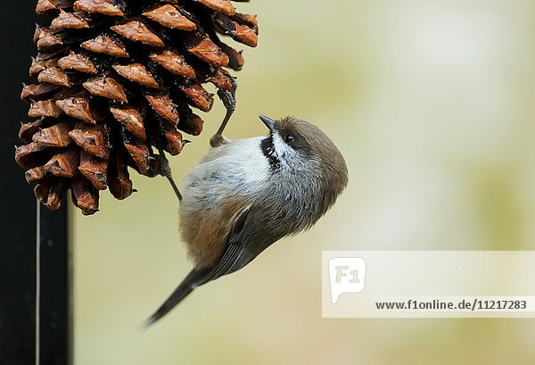 'A small bird clings to a pine cone; Alaska  United States of America'