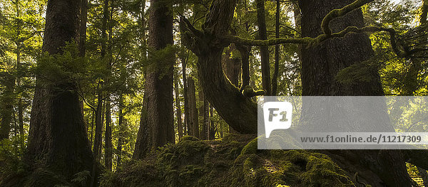 'The old growth trees of Haida Gwaii come to life as the sun shines through them; Haida Gwaii British Columbia Canada'