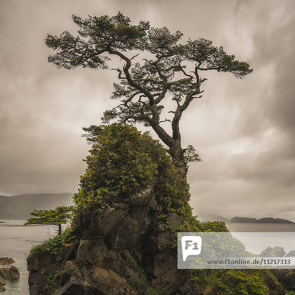 'A tree stands alone on a rocky hill top along the shores of Haida Gwaii; Haida Gwaii British Columbia Canada'