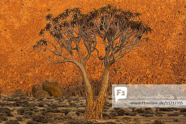 A Quiver tree  or Kokerboom  (Aloe Dichotoma) in Richtersveld National Park; South Africa