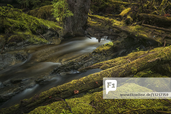 'Stream flows through the lush rainforest; Haida Gwaii  British Columbia  Canada'