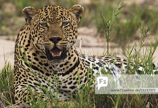 'Leopard (panthera pardus)  Sabi Sand Game Reserve; South Africa'