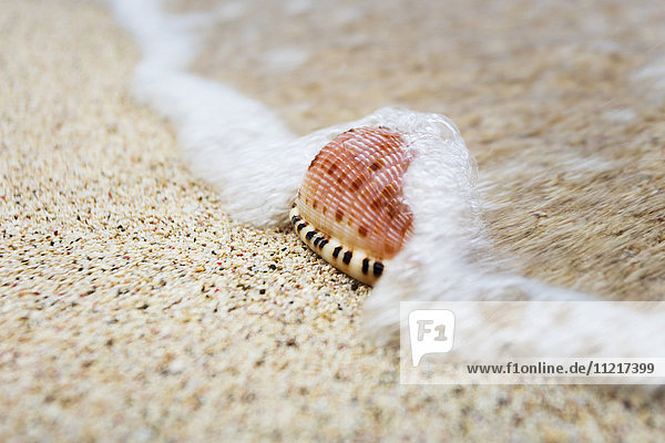 Nahaufnahme einer Kaurimuschel am Strand; St. Croix  Jungferninseln  Vereinigte Staaten von Amerika'.