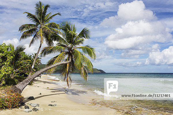 Eine prächtige Palme streckt sich über den Strand; St. Croix  Jungferninseln  Vereinigte Staaten von Amerika'.