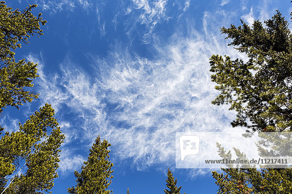 Niedriger Blickwinkel mit Blick auf immergrüne Baumkronen mit Wolken und blauem Himmel  Kananaskis Country; Alberta  Kanada '