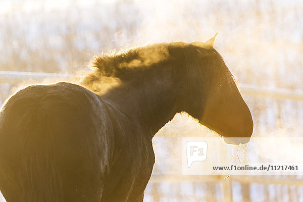 Pferd mit goldenem Sonnenlicht und Atem in der kalten Luft; Turner Valley  Alberta  Kanada'.