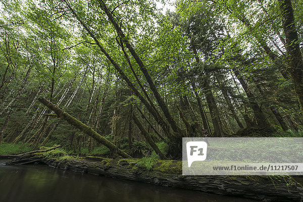 'Woman standing in the lush rainforest; Haida Gwaii  British Columbia  Canada'