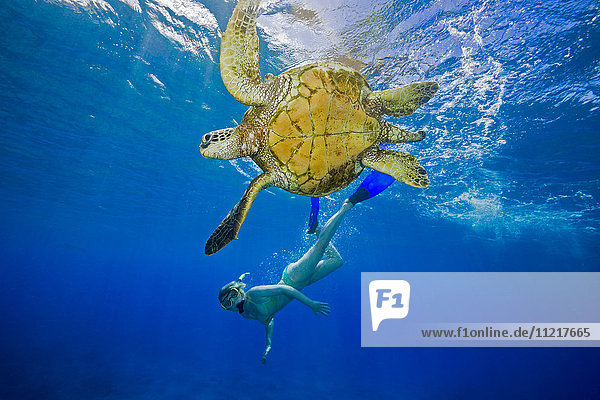 Green sea turtle (Chelonia mydas) and a free diver; Hawaii  United States of America