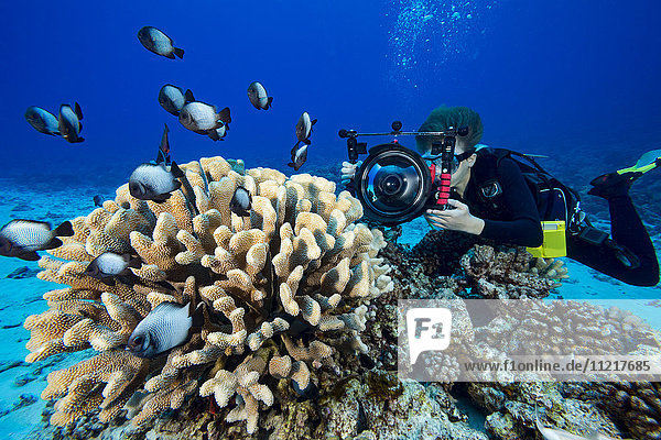 14-jähriger Nachwuchstaucher  der mit seiner Spiegelreflexkamera in einem Ikelite-Unterwassergehäuse Videoaufnahmen an einem hawaiianischen Riff macht; Hawaii  Vereinigte Staaten von Amerika