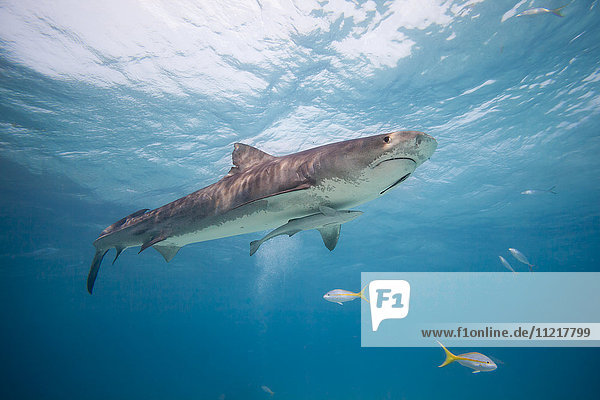 This tiger shark (Galeocerdo cuvier) was attracted with bait to be photograhed; Bahamas
