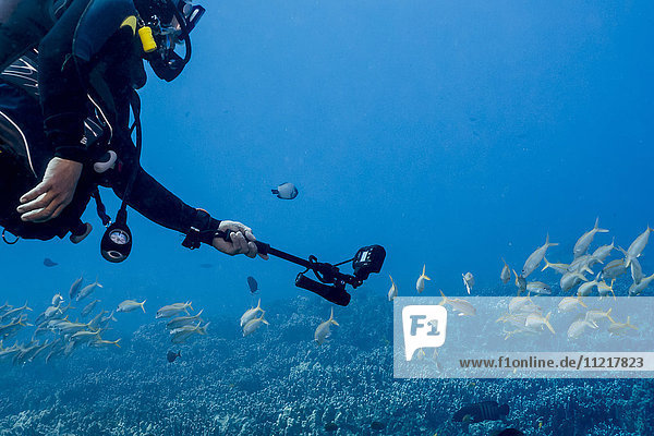 A male scuba diver wearing a wetsuit from Big island Divers is using a selfie stick with his underwater camera to get closer to a school of a Yellowfin Goatfish (Mulloidichthys vanicolensis); Island of Hawaii  Hawaii  United States of America