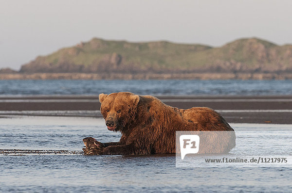 A brown bear (ursus arctos) laying on the wet sand holding a fresh caught fish in it's paws