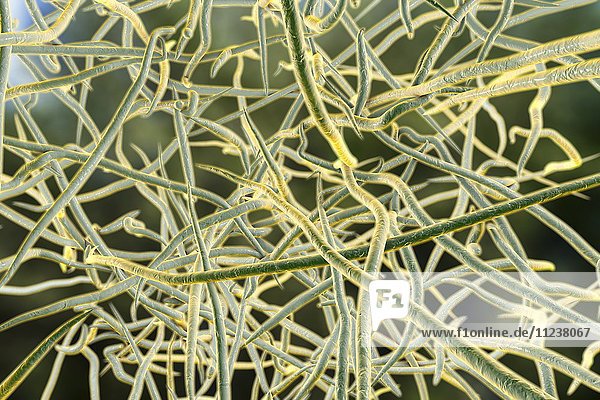 Nocardia bacteria  illustration