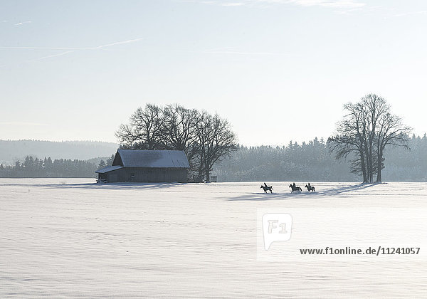 Verschneite Winterlandschaft mit Pferden