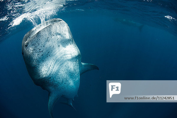 Whale shark (Rhincodon Typus) feeding vertically in water Contoy Island Mexico