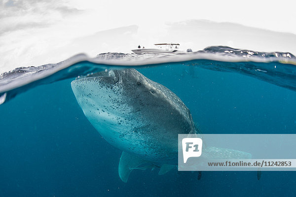 Whale shark (Rhincodon Typus) swimming near surface of water Contoy Island Mexico