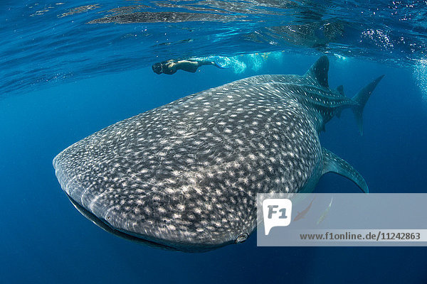Whale shark (Rhincodon Typus) and diver swimming near surface of water  Contoy Island  Mexico