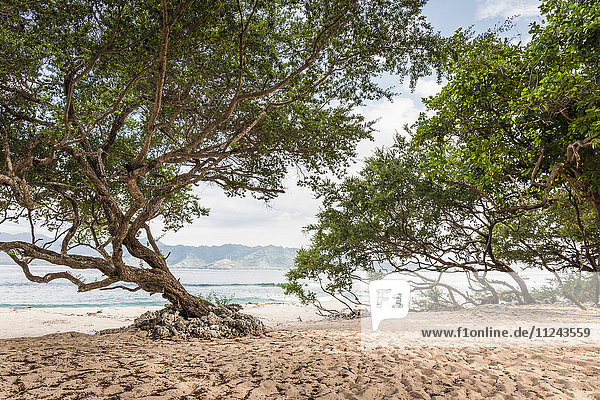 Bäume am Strand  Gili Meno  Lombok  Indonesien