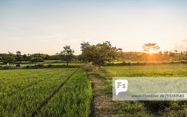 Grüne Feldlandschaft bei Sonnenuntergang  Lombok  Indonesien