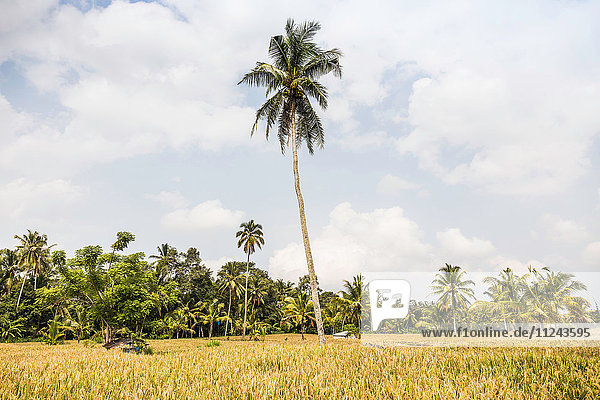 Feldlandschaft mit hoher Palme  Ubud  Bali  Indonesien