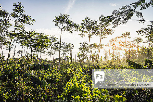 Sonnenbeschienene Kaffeeplantage Wana Giri Bali Indonesien