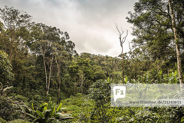Blick auf den grünen Regenwald Wana Giri Bali Indonesien