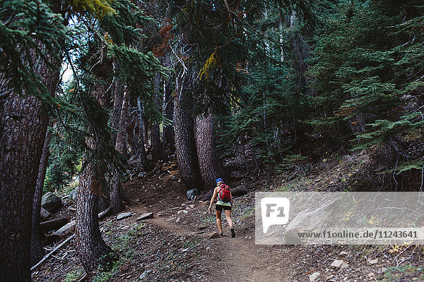 Frau wandert durch den Wald  Rückansicht  Mineral King  Sequoia National Park  Kalifornien  USA