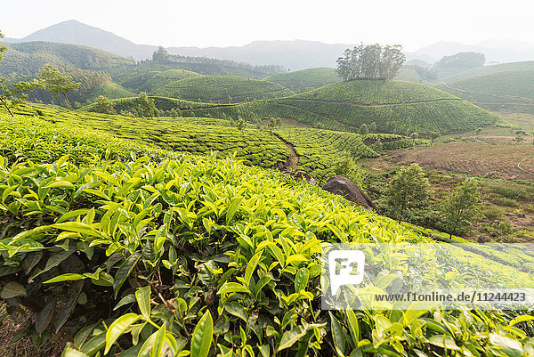 Teeplantage Kerala Indien