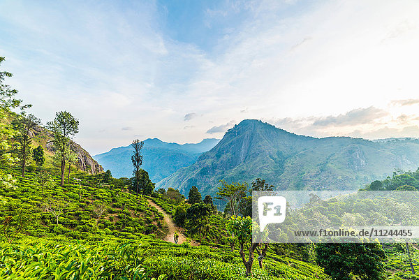 Teeplantage Ella Sri Lanka