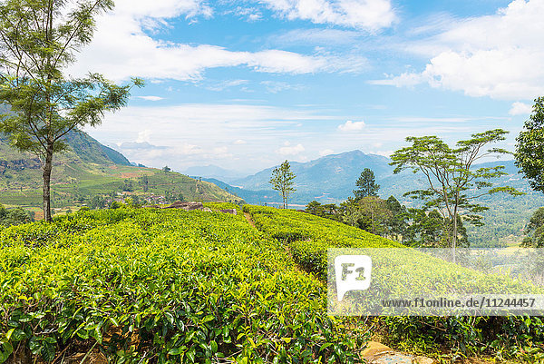 Teeplantage Ella Sri Lanka