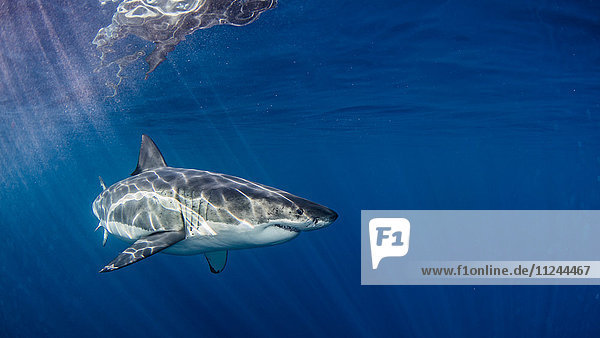 Unterwasseransicht des Grossen Weissen Hais  Insel Guadalupe  Mexiko
