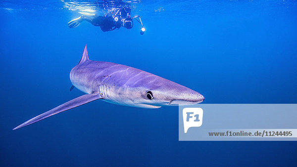 Underwater view of diver swimming above shark  San Diego  California  USA