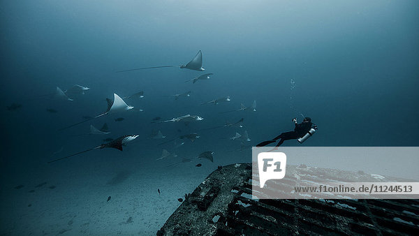 Underwater view of diver swimming among Manta Ray