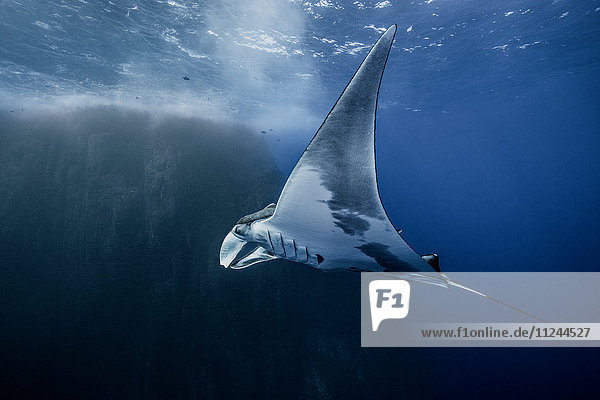 Unterwasseransicht des Riesenmantarochens Socorro Mexiko