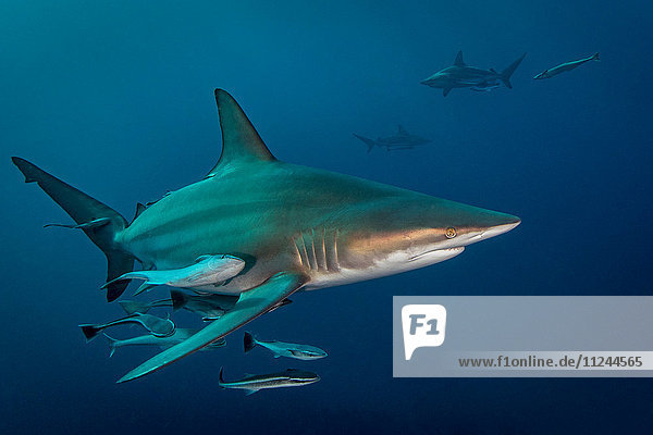 Ozeanischer Schwarzspitzenhai (Carcharhinus Limbatus) umkreist Beute  Aliwal Shoal  Südafrika