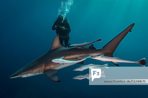 Large Oceanic Blacktip Shark (Carcharhinus Limbatus) circling diver  Aliwal Shoal  South Africa