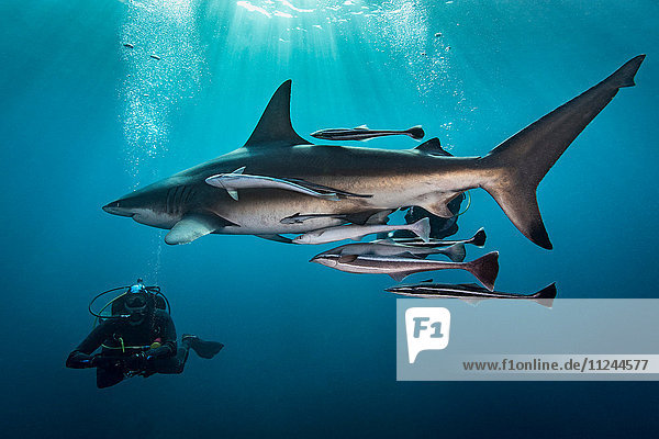 Großer ozeanischer Schwarzspitzen-Hochseehai (Carcharhinus Limbatus)  Kreistaucher  Aliwal Shoal  Südafrika