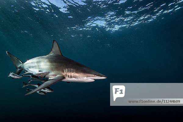 Ozeanischer Schwarzspitzen-Hochseehai (Carcharhinus Limbatus)  der nahe der Meeresoberfläche schwimmt  Aliwal Shoal  Südafrika